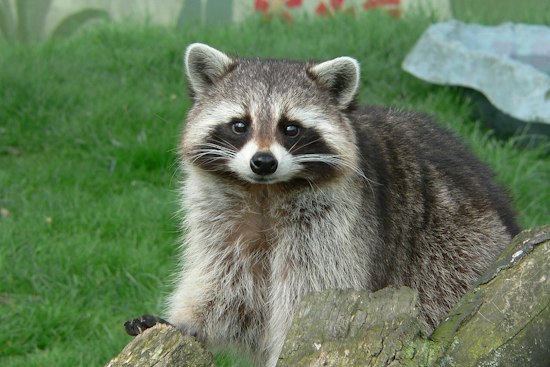 Three Rabid Animals Found in Gloucester County in One Week, Officials Warn