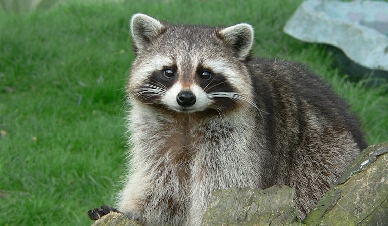Three Rabid Animals Found in Gloucester County in One Week, Officials Warn