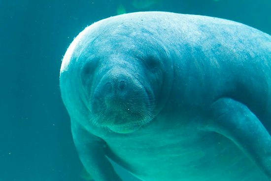 Three Rescued Manatees Return to Brevard County After Year of Rehab in Ohio