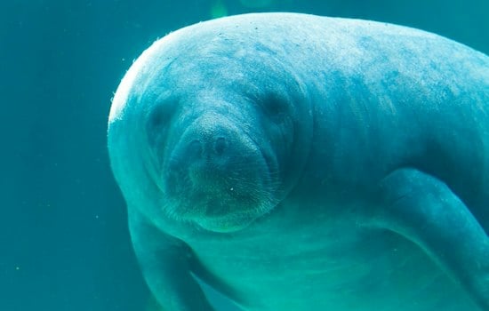 Three Rescued Manatees Return to Brevard County After Year of Rehab in Ohio