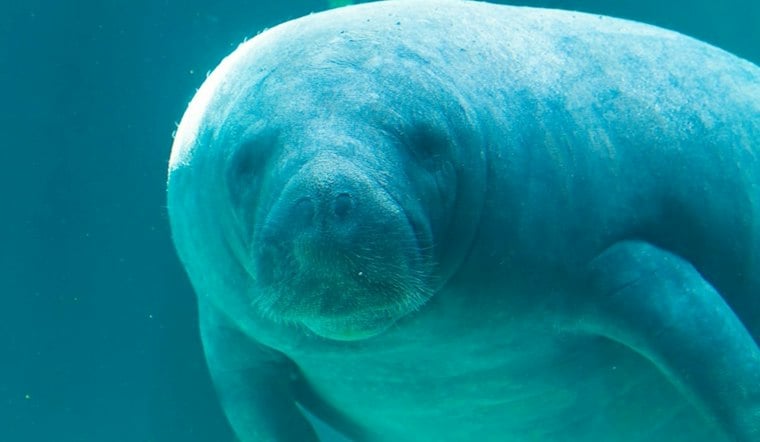 Three Rescued Manatees Return to Brevard County After Year of Rehab in Ohio