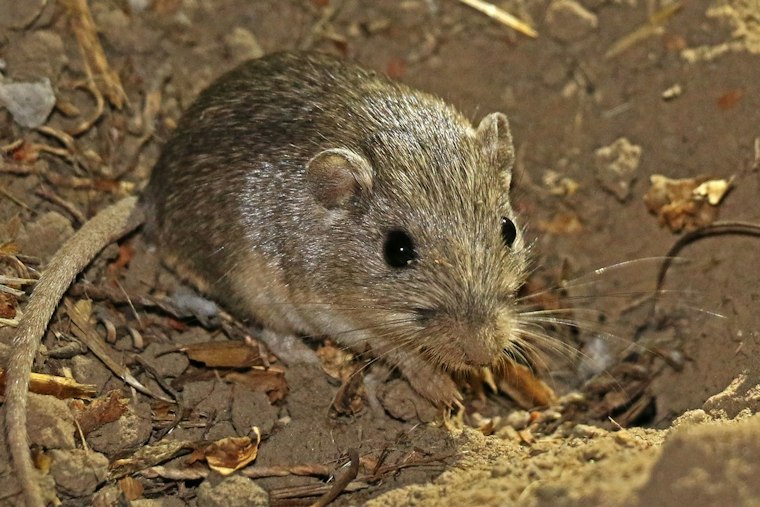 Thumb-Sized Mouse Gets a Third Wild Home at Camp Pendleton