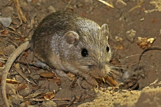 Thumb-Sized Mouse Gets a Third Wild Home at Camp Pendleton