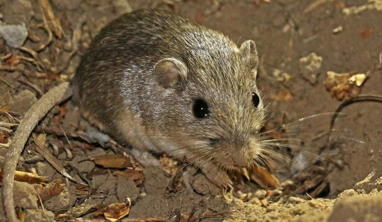 Thumb-Sized Mouse Gets a Third Wild Home at Camp Pendleton