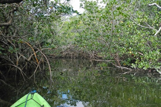 Tom the Cat-Stamped Cocaine Brick Washes Up in Key Largo Mangroves