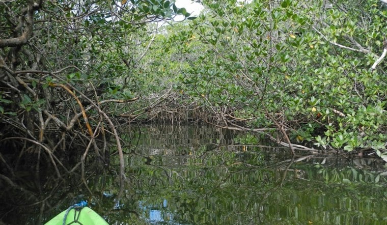 Tom the Cat-Stamped Cocaine Brick Washes Up in Key Largo Mangroves
