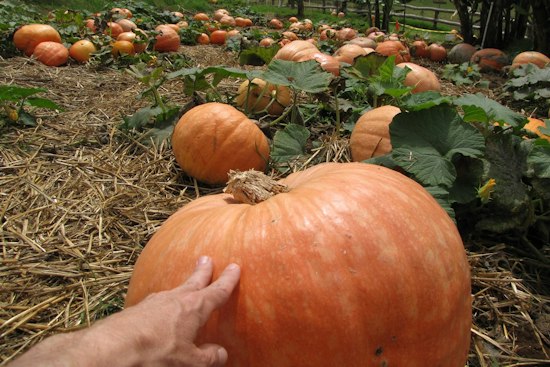 Toyota Covers Pumpkin Patch Entry for 3,000 Maui Guests This Sunday
