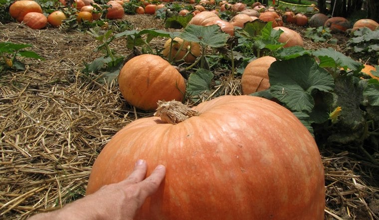 Toyota Covers Pumpkin Patch Entry for 3,000 Maui Guests This Sunday
