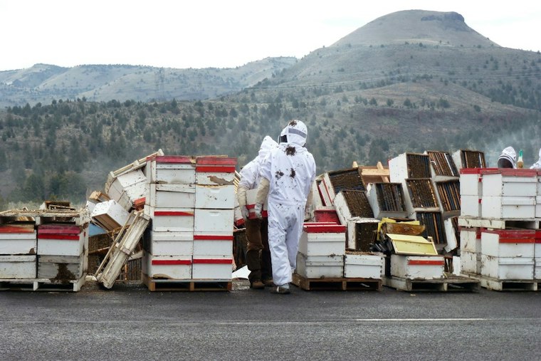 Truck Spills 14 Million Bees Near Lynden, Beekeepers Race to Save Hives