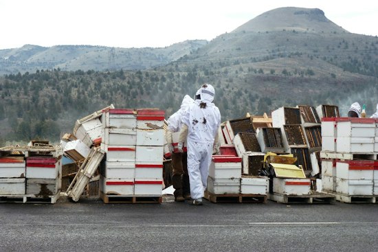 Truck Spills 14 Million Bees Near Lynden, Beekeepers Race to Save Hives