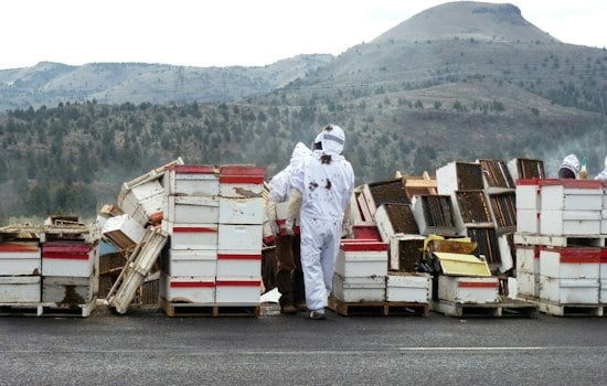 Truck Spills 14 Million Bees Near Lynden, Beekeepers Race to Save Hives