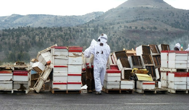 Truck Spills 14 Million Bees Near Lynden, Beekeepers Race to Save Hives