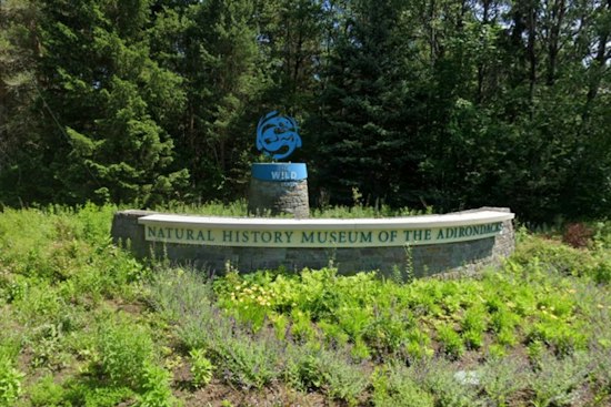 Tupper Lake Welcomes Patrick Sapling, New York's First Permanent Dambo Troll