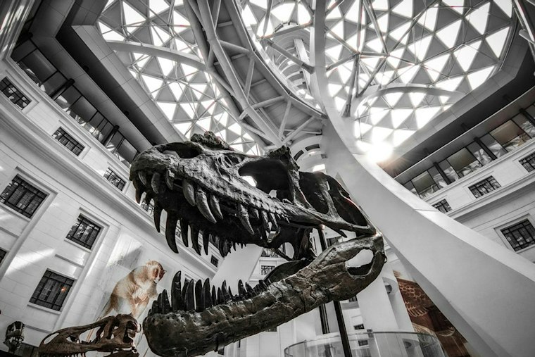 Turkey-Sized Hell Chicken Fossil Reveals First Known Fruit-Eating Dinosaur