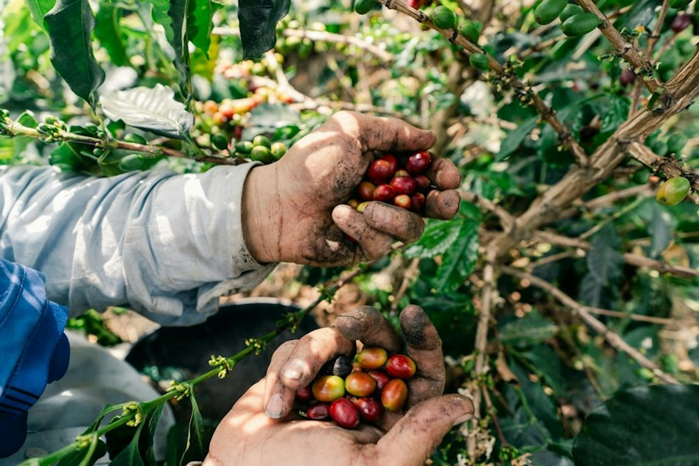 UH Mānoa to Lead $40M Federal Push to Save Hawaiʻi's Coffee and Cacao