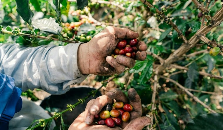 UH Mānoa to Lead $40M Federal Push to Save Hawaiʻi's Coffee and Cacao