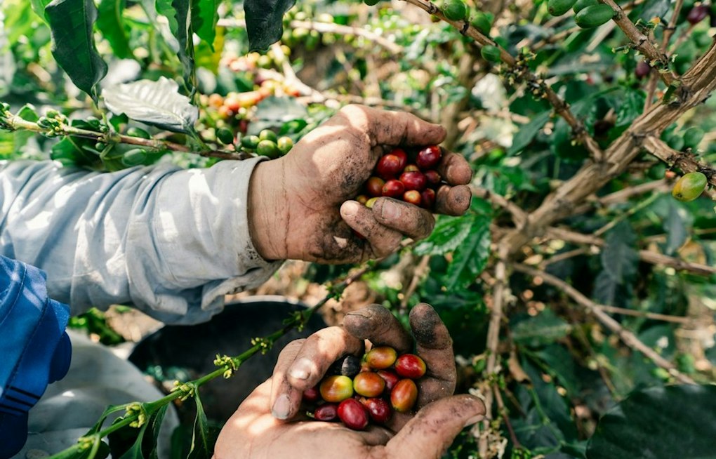 UH Mānoa to Lead $40M Federal Push to Save Hawaiʻi's Coffee and Cacao