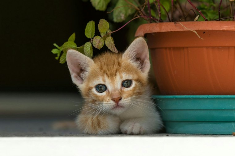 Utah Crew Sends Pipe Robot Named R2D2 to Rescue Trapped Kitten