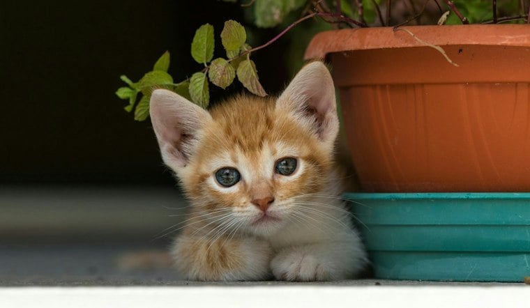 Utah Crew Sends Pipe Robot Named R2D2 to Rescue Trapped Kitten