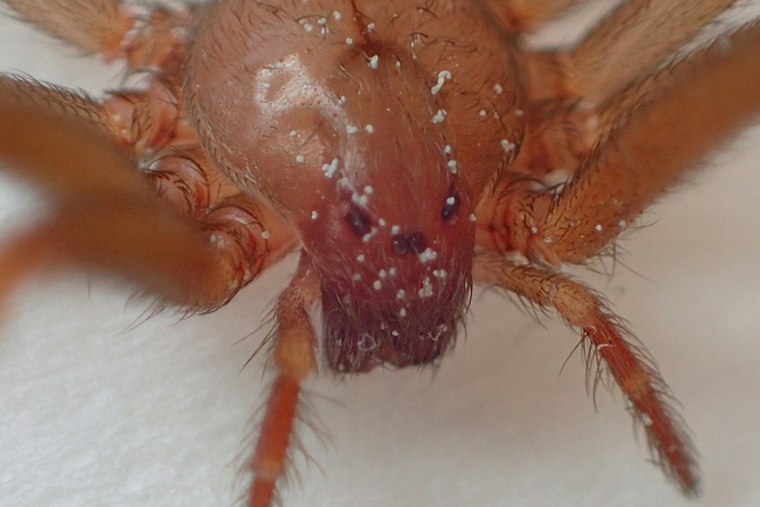 Venomous Spider Confirmed in Wallingford Apartment, First Ever Found in Connecticut