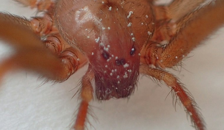 Venomous Spider Confirmed in Wallingford Apartment, First Ever Found in Connecticut