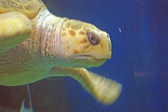 Virginia Aquarium Moves 130 Animals After Fire, One Turtle Dies Days Later