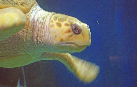 Virginia Aquarium Moves 130 Animals After Fire, One Turtle Dies Days Later