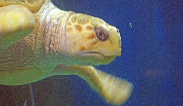 Virginia Aquarium Moves 130 Animals After Fire, One Turtle Dies Days Later