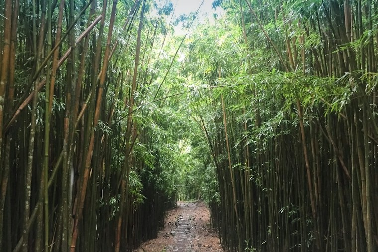 Visitor, 33, Airlifted Off Maui's Pipiwai Trail After Head-Injury Fall