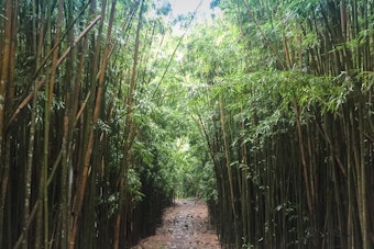 Visitor, 33, Airlifted Off Maui's Pipiwai Trail After Head-Injury Fall
