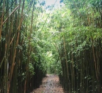 Visitor, 33, Airlifted Off Maui's Pipiwai Trail After Head-Injury Fall