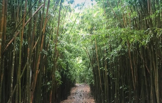 Visitor, 33, Airlifted Off Maui's Pipiwai Trail After Head-Injury Fall