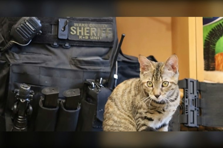 Wake County Deputy Dashes Into 70 MPH Traffic to Save Stranded Kitten