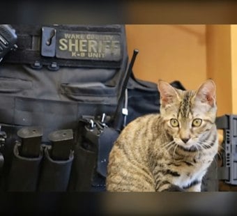 Wake County Deputy Dashes Into 70 MPH Traffic to Save Stranded Kitten