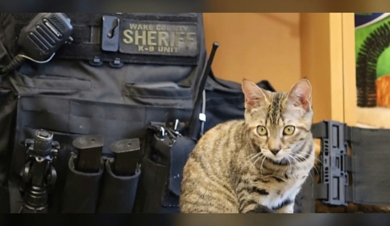 Wake County Deputy Dashes Into 70 MPH Traffic to Save Stranded Kitten