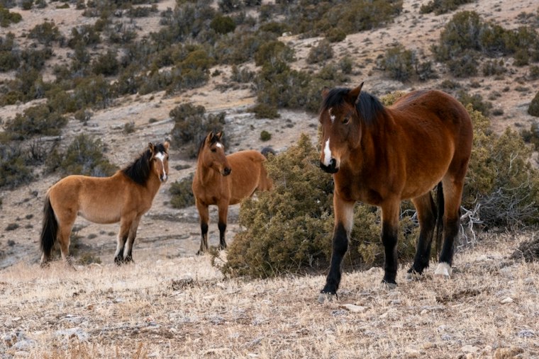 WarAngel Farms’ Horse Rescue and Community-Service Work, in Context