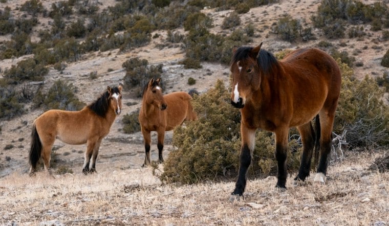 WarAngel Farms’ Horse Rescue and Community-Service Work, in Context