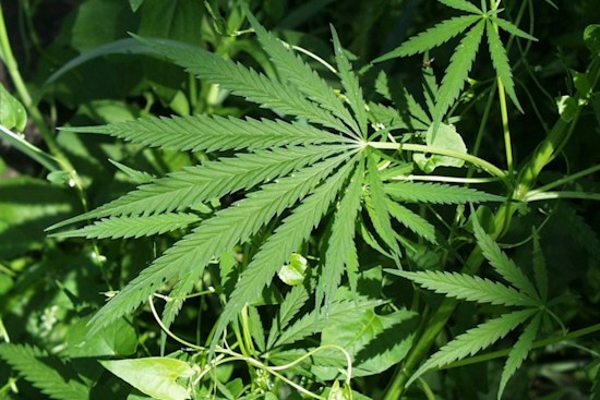 Warren Marijuana Heist: Guard Held at Gunpoint, Six Nabbed After U-Haul Chase