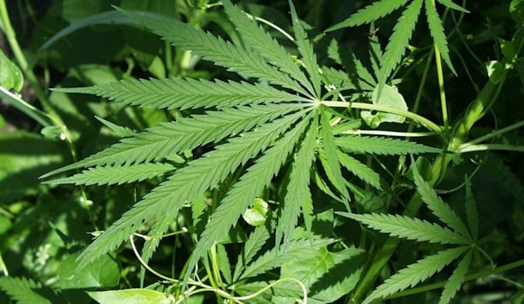 Warren Marijuana Heist: Guard Held at Gunpoint, Six Nabbed After U-Haul Chase