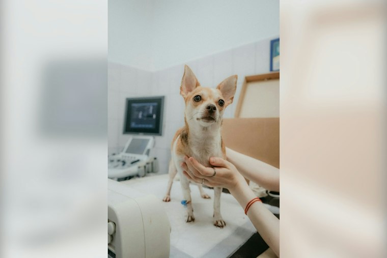 Warren Teacup Yorkie Stolen, Returned With Chemical Burns, Owner Seeks Answers