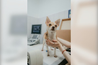 Warren Teacup Yorkie Stolen, Returned With Chemical Burns, Owner Seeks Answers