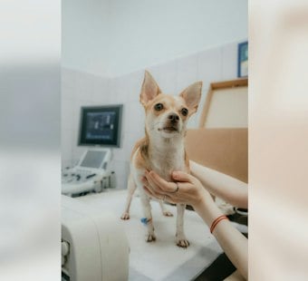 Warren Teacup Yorkie Stolen, Returned With Chemical Burns, Owner Seeks Answers