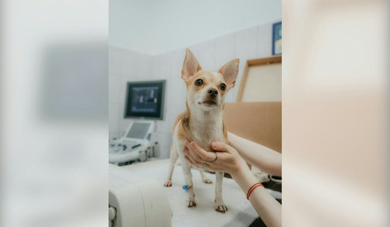 Warren Teacup Yorkie Stolen, Returned With Chemical Burns, Owner Seeks Answers