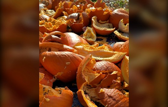 Webster Groves Pumpkin Smash Returns Nov. 7 With Regional Composting Push