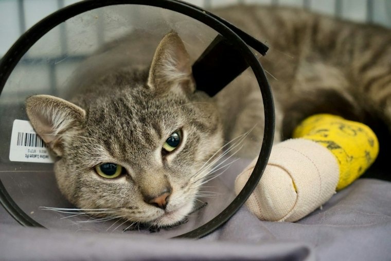 West Deptford Cats Shot Days Apart — One Loses Leg, One Loses an Eye
