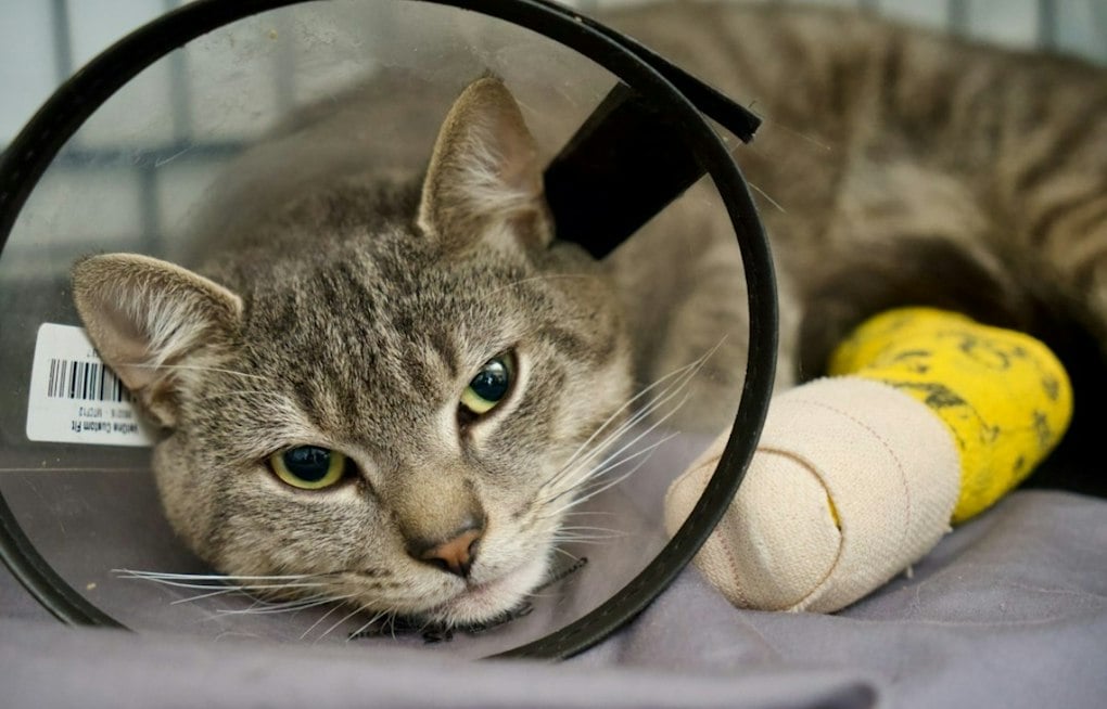West Deptford Cats Shot Days Apart — One Loses Leg, One Loses an Eye