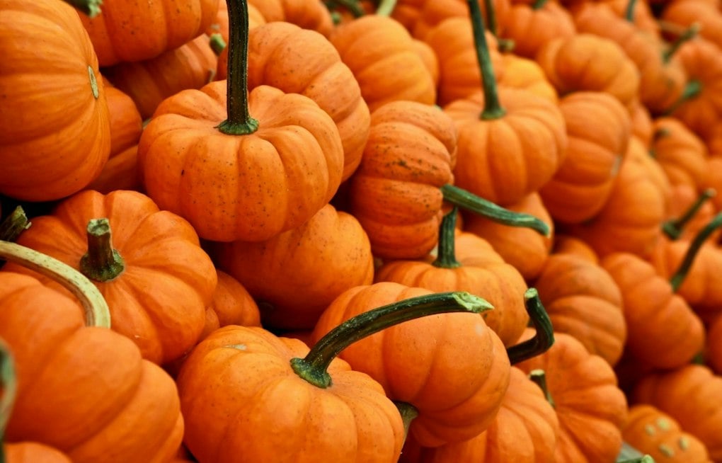West El Paso Dealership Hosts Free Fall Festival With Pumpkins, Car-Seat Checks