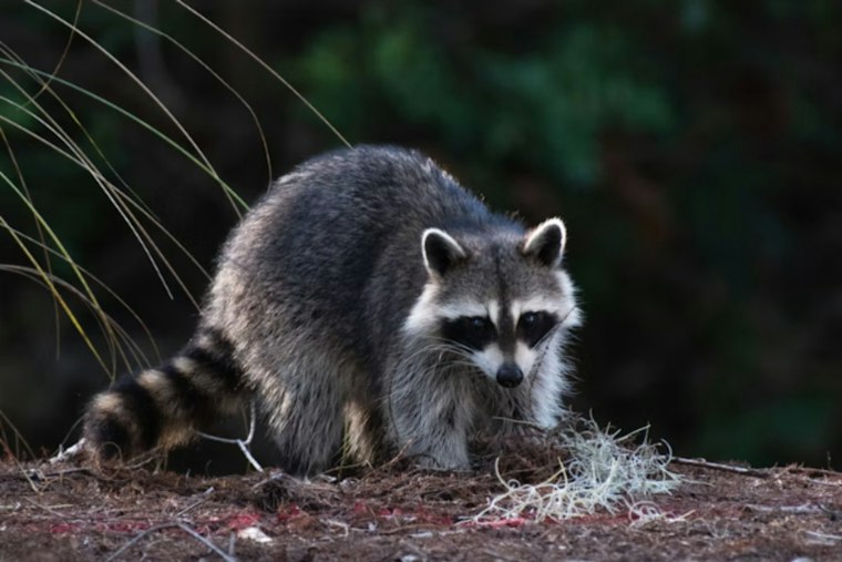 West Turin Raccoon Tests Positive for Rabies, No Humans or Pets Exposed