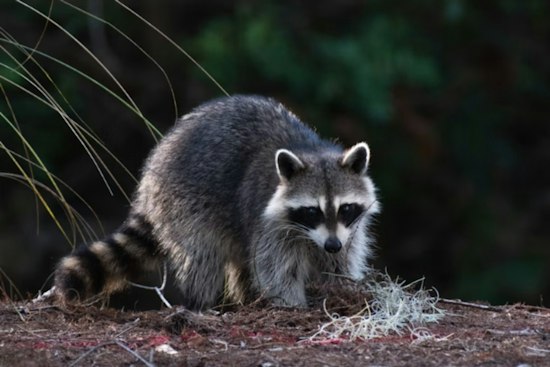 West Turin Raccoon Tests Positive for Rabies, No Humans or Pets Exposed