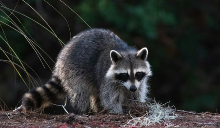 West Turin Raccoon Tests Positive for Rabies, No Humans or Pets Exposed